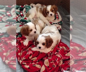 Cavalier King Charles Spaniel Puppy for sale in PUYALLUP, WA, USA