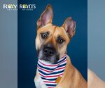 Small #4 German Shepherd Dog Mix
