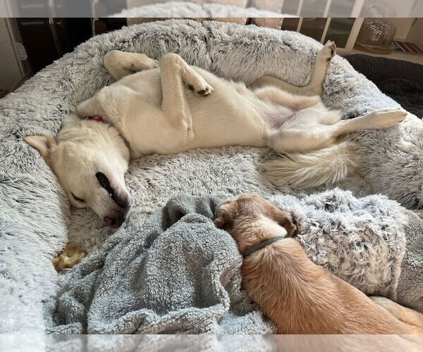 Medium Photo #7 Siberian Husky Puppy For Sale in New York, NY, USA