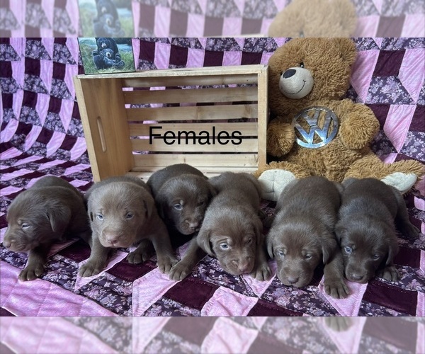 Medium Photo #4 Labrador Retriever Puppy For Sale in RUTHERFORDTON, NC, USA