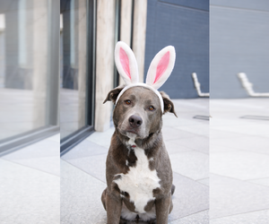 Labrador Retriever-Unknown Mix Dogs for adoption in Sandy, UT, USA
