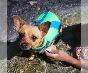 Penny - Female Chihuahua-Unknown Mix Dog for Adoption - Photo #3