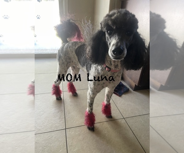 Medium Photo #1 Poodle (Standard) Puppy For Sale in KAYSVILLE, UT, USA