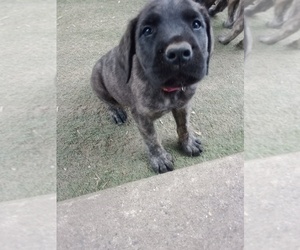 Mastiff Puppy for sale in FOWLERVILLE, MI, USA