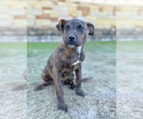 Medium Photo #7 Mutt Puppy For Sale in PIPE CREEK, TX, USA