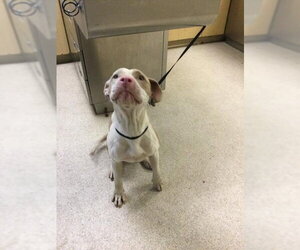 Mutt Dogs for adoption in Riverside, CA, USA