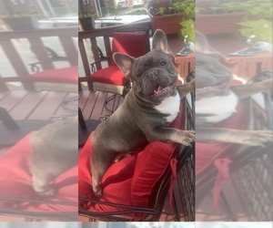 Father of the French Bulldog puppies born on 06/03/2025