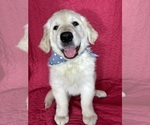 Image preview for Ad Listing. Nickname: Gizmo