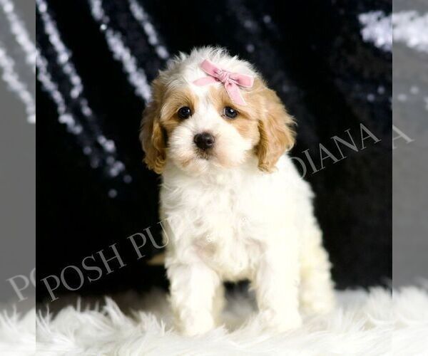 Medium Photo #6 Cavapoo Puppy For Sale in WARSAW, IN, USA
