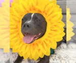 Small #11 Bulldog-Staffordshire Bull Terrier Mix
