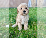 Puppy Dolly Parton Cavapoo (Miniature)