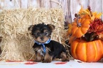 Small Yorkshire Terrier