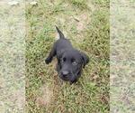 Small Photo #4 Labrador Retriever Puppy For Sale in APPOMATTOX, VA, USA