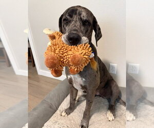 Athena - Female Great Dane Dog for Adoption - Photo #4