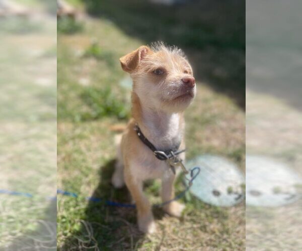 Medium Photo #3 Mutt Puppy For Sale in Dallas, TX, USA