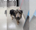 Small Mutt