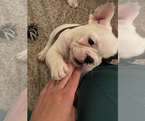 French Bulldog Puppy for sale in CO SPGS, CO, USA