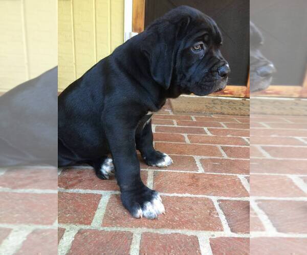 Medium Photo #2 Cane Corso Puppy For Sale in LILBURN, GA, USA