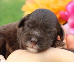 Small #5 Cavapoo