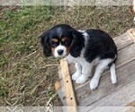 Small Photo #3 Cavalier King Charles Spaniel Puppy For Sale in MORAVIA, NY, USA