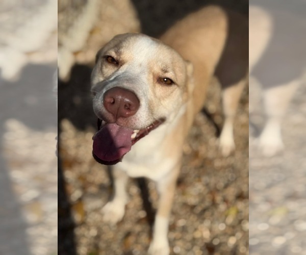 Medium Photo #4 Border Kelpie Puppy For Sale in Oakhurst, NJ, USA