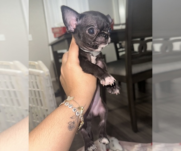 Medium Photo #1 Chihuahua Puppy For Sale in SAN ANTONIO, TX, USA