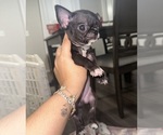 Small Chihuahua