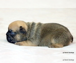 Small Photo #27 French Bulldog Puppy For Sale in WINNSBORO, TX, USA