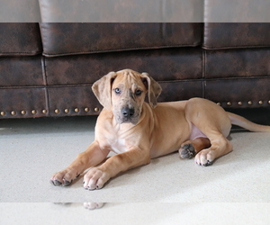 Great Dane Puppy for sale in SHILOH, OH, USA