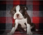 Puppy 1 Boston Terrier