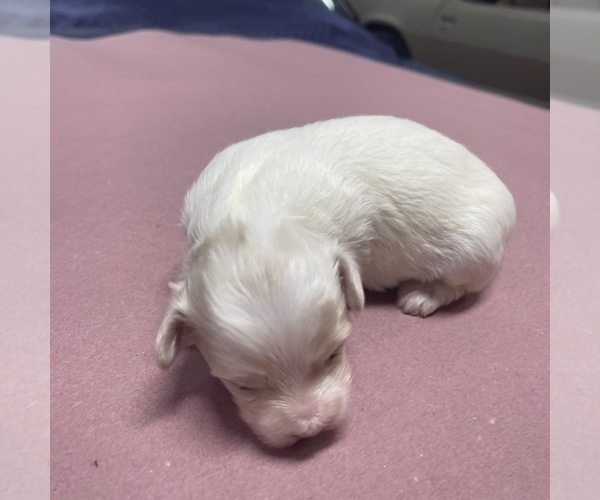 Medium Photo #14 Maltipoo Puppy For Sale in JASPER, GA, USA