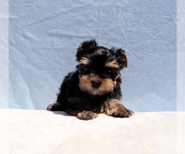 Medium Photo #4 Yorkshire Terrier Puppy For Sale in LOS ANGELES, CA, USA