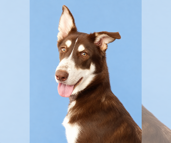 Medium Photo #1 Siberian Husky Puppy For Sale in Pasadena, CA, USA