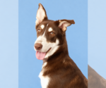 NINO BROWN - Male Siberian Husky Dog for Adoption - Small photo