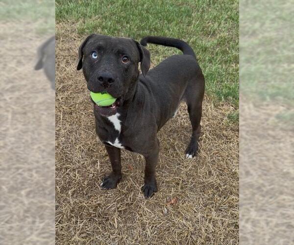 Medium Photo #2 Mutt Puppy For Sale in Conroe, TX, USA