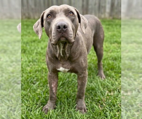 Medium Photo #3 Labrador Retriever-Staffordshire Bull Terrier Mix Puppy For Sale in Grovertown, IN, USA