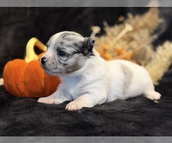 Medium Photo #14 Chihuahua Puppy For Sale in SHERMAN, TX, USA