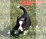 Small Photo #14 Pembroke Welsh Corgi Puppy For Sale in SUMMERVILLE, GA, USA