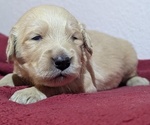 Puppy Black boy Golden Retriever