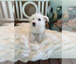 Small #3 Mutt