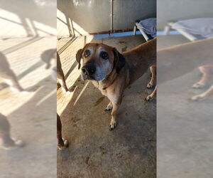 Rhodesian Ridgeback-Unknown Mix Dogs for adoption in Santa Barbara, CA, USA