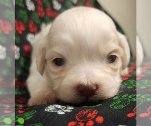 Zuchon Puppy for sale in RICHMOND, MO, USA