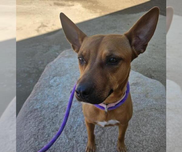 Medium Photo #2 American Pit Bull Terrier-Unknown Mix Puppy For Sale in Las Vegas, NV, USA