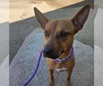 Small #1 American Pit Bull Terrier Mix