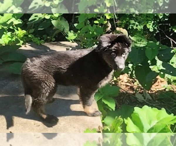 Medium Photo #7 German Shepherd Dog Puppy For Sale in PITTSBURGH, PA, USA