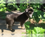 Small #6 German Shepherd Dog