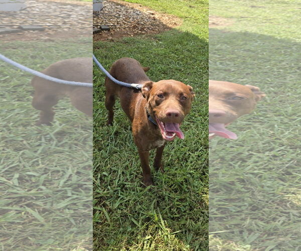 Medium Photo #5 Labrador Retriever-Unknown Mix Puppy For Sale in Rustburg, VA, USA