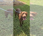 Small #4 Labrador Retriever Mix