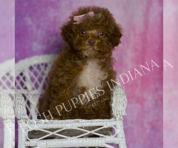 Medium Photo #5 Maltipoo (Miniature) Puppy For Sale in WARSAW, IN, USA