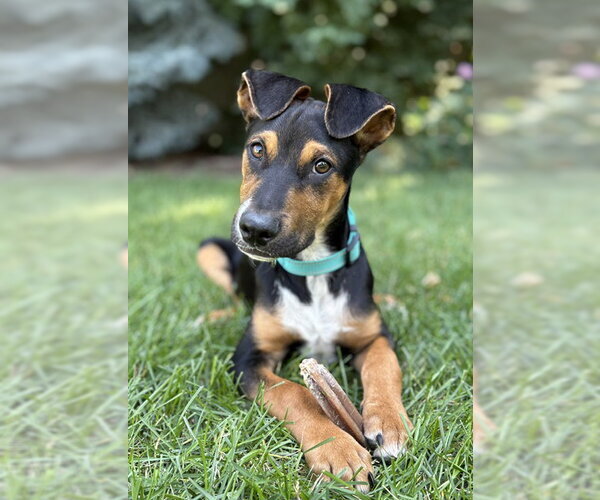 Medium Photo #6 Mutt Puppy For Sale in Sandy, UT, USA